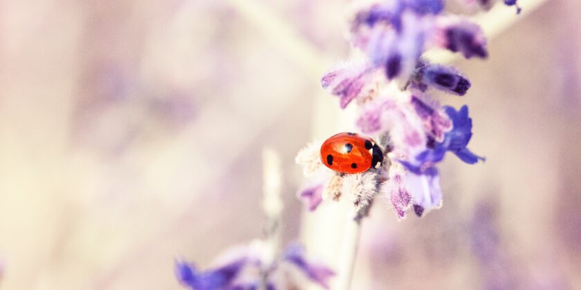 coccinelle