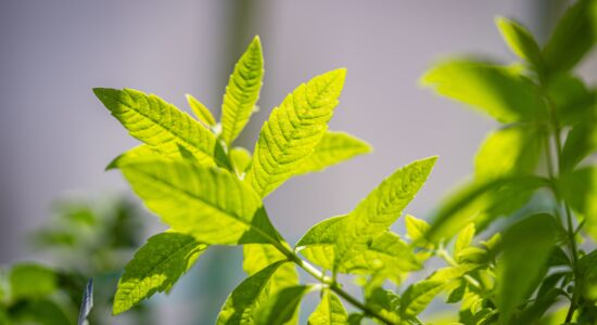 verbena