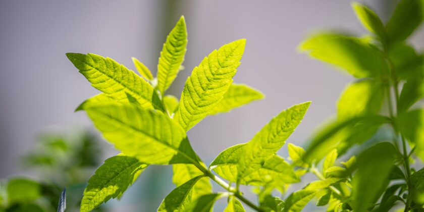 verbena