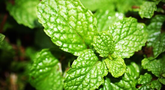 menta