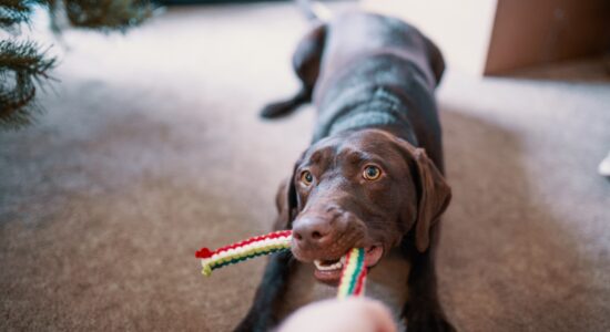 cane