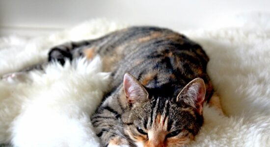 gatto
