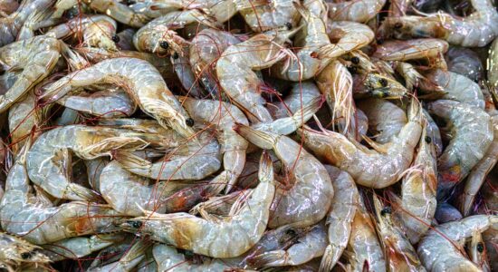 pesce