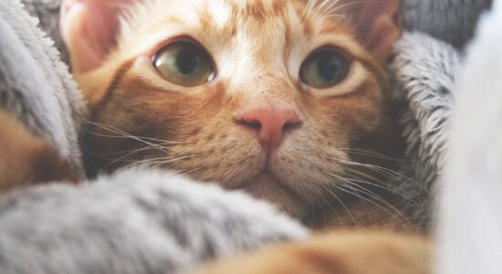 gatto