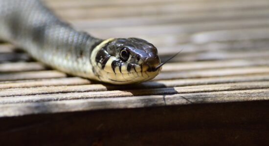 serpente