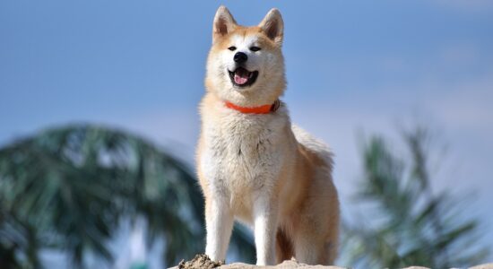 cane