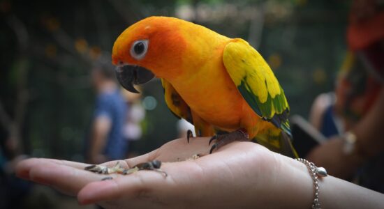 animali