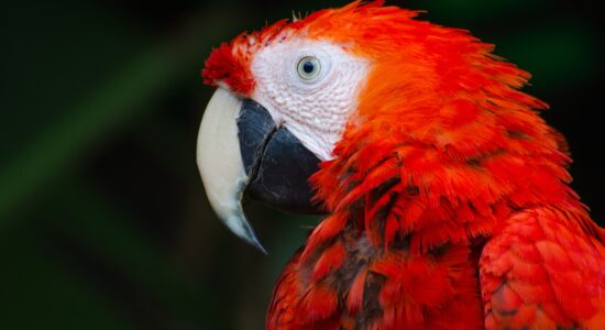 animali