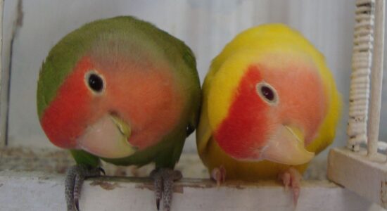 piccoli