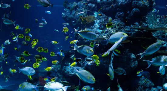 acquario