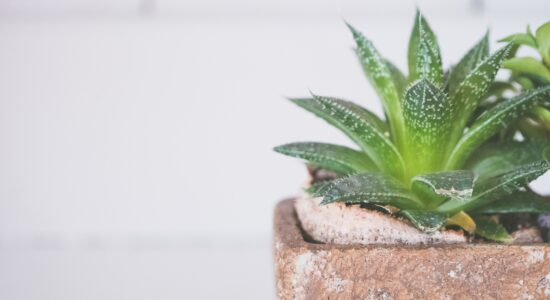 pianta aloe