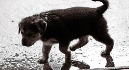 cane