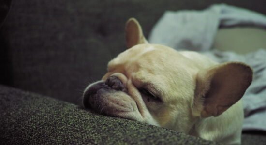 cane addormentato