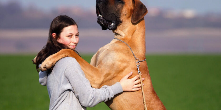 cani gelosi dei propri padroni