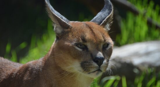 caracal