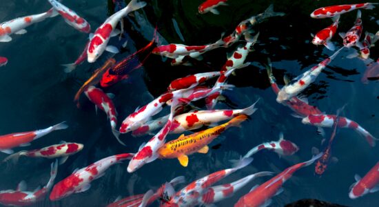 carpa koi