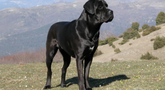 corso