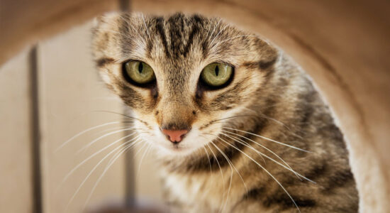 Fare la gattamorta