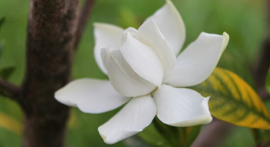 gardenia