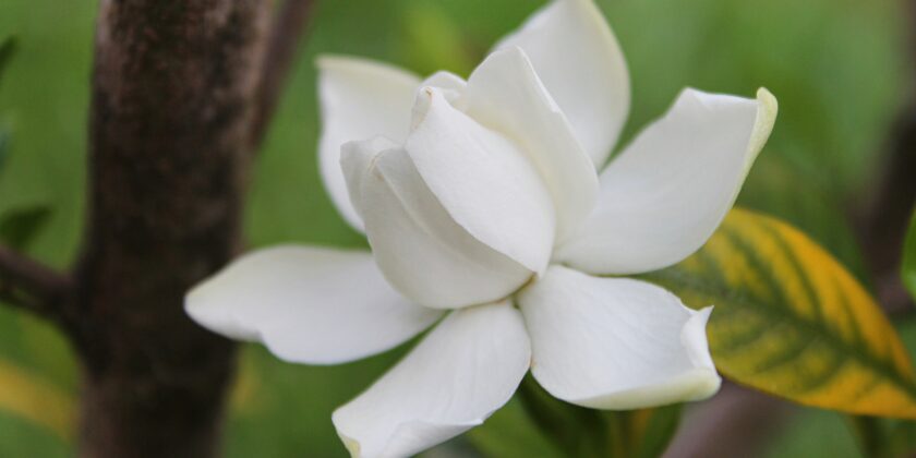 gardenia