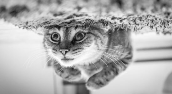 gatti nuotatori