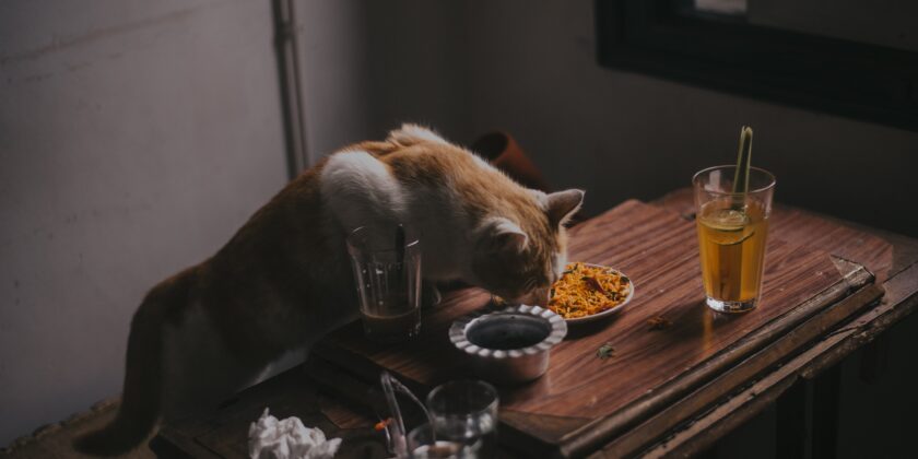 gatto