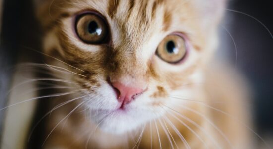 gatto