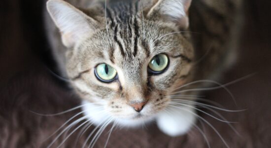 gatto domestico