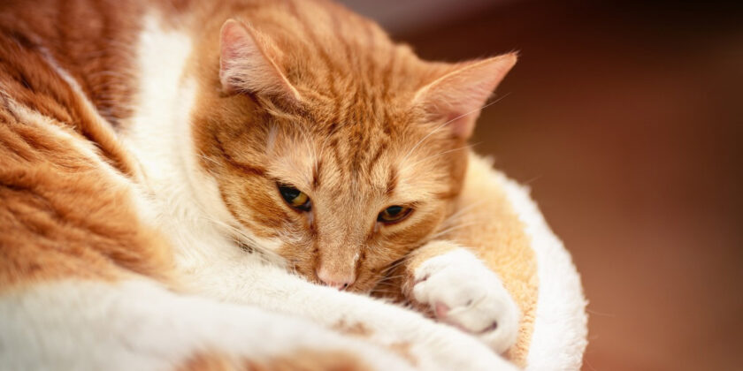 il gatto anziano tende a nascondersi nel solito luogo