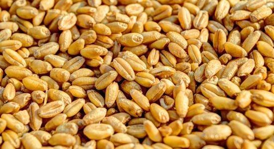 grano