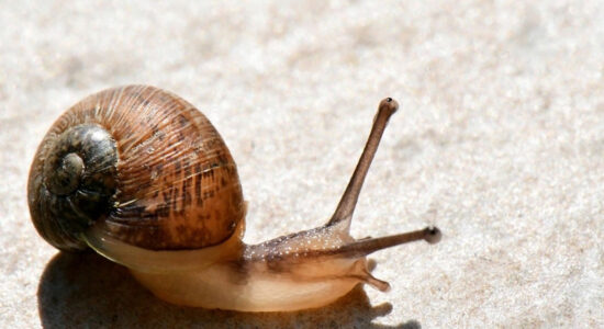 lumaca, l'animale dai 4 nasi