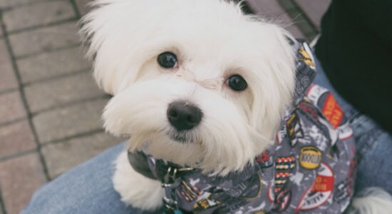 cane maltese