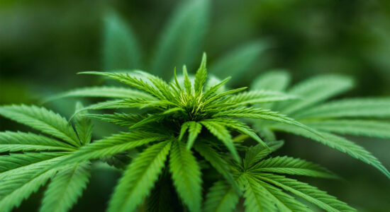 marijuana