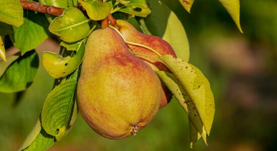pere