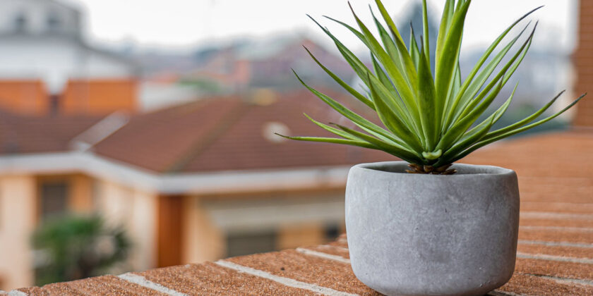 pianta da balcone