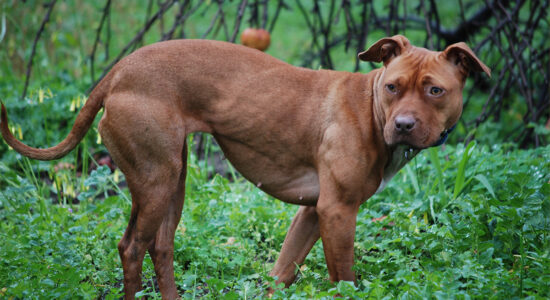 pitbull