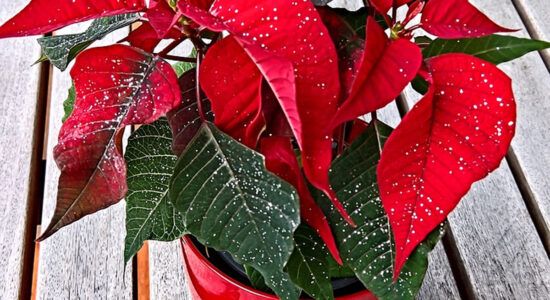 stella di natale nel vaso