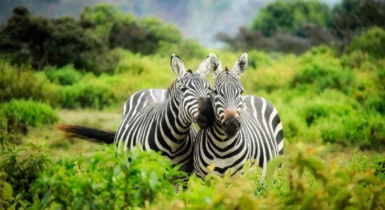 zebre
