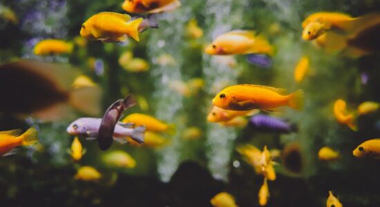 acquario