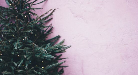 albero