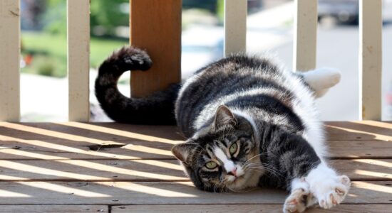 gatto american shorthair