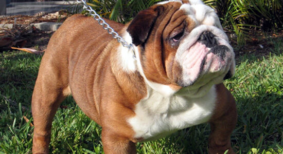 bulldog inglese