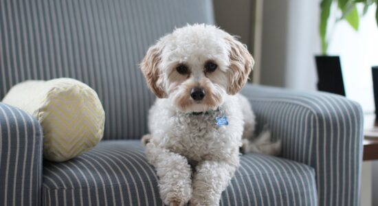 cane
