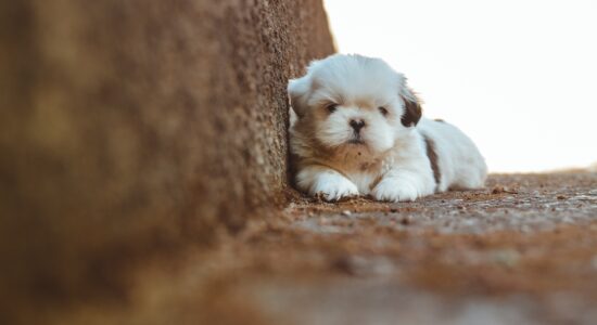 cane