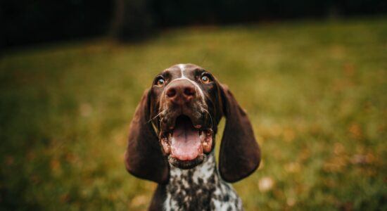 cane