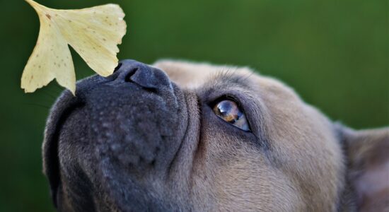 cane