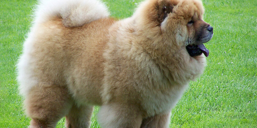 cane di razza chow chow