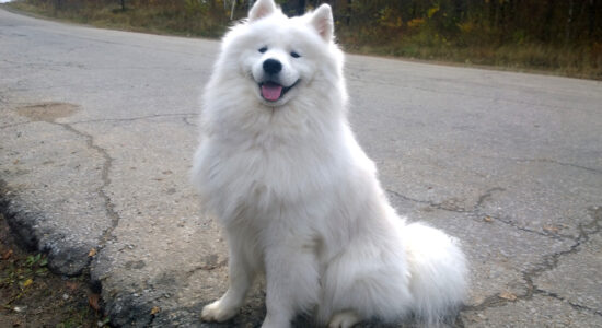 un cane di razza samoiedo