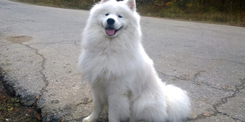 un cane di razza samoiedo