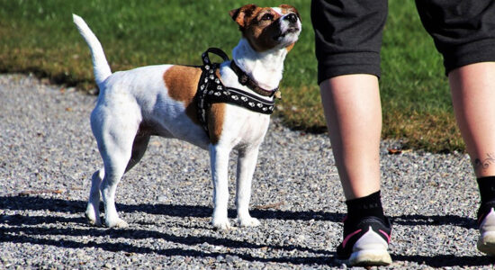 un cane e il suo padrone